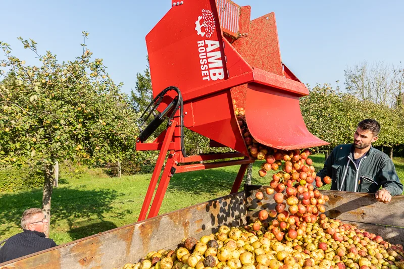 Apple harvest at the Claids Cider House