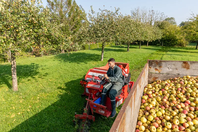 La récolte des pommes à la cidrerie de Claids