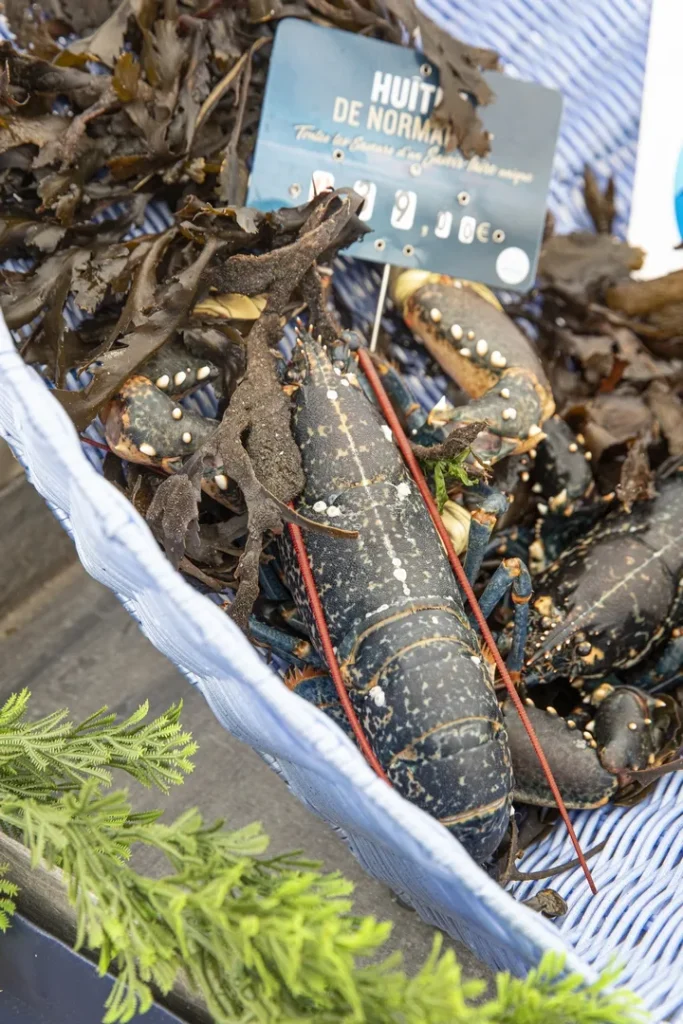 Blue lobster on the whelk fair at Pirou beach in Normandy