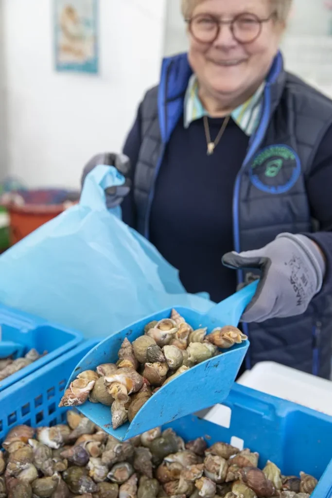 Buy whelks at the fair dedicated to him in Normandy at Pirou Plage