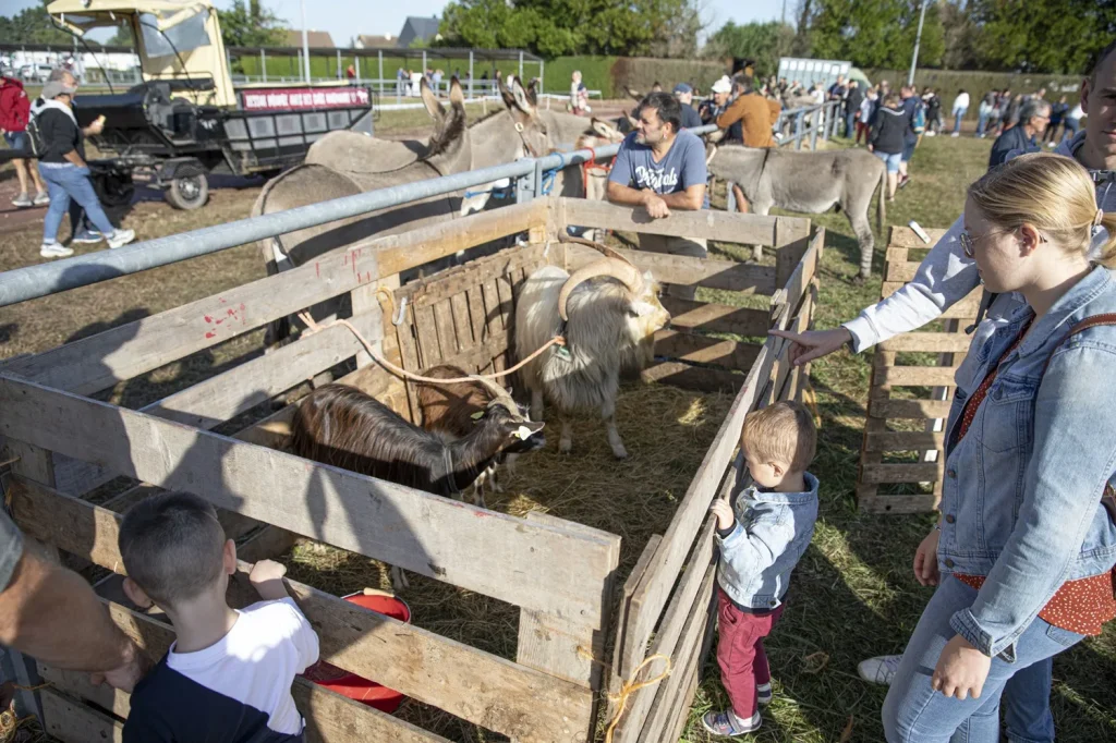 Enfants et animaux à la foire de Lessay