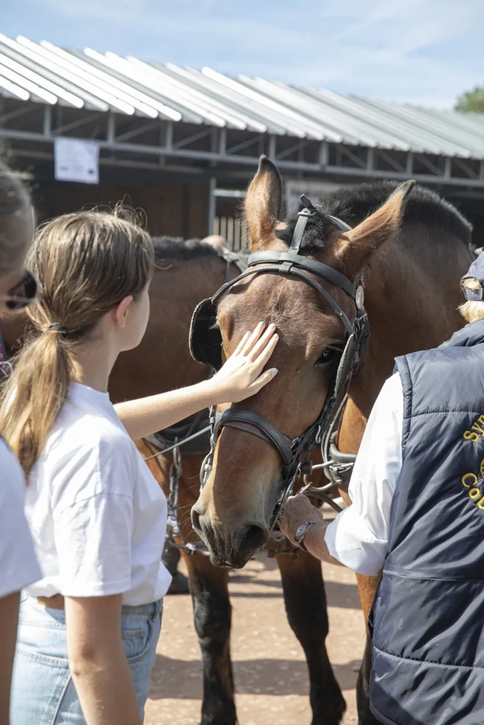 Horse at the Lessay fair in Manche