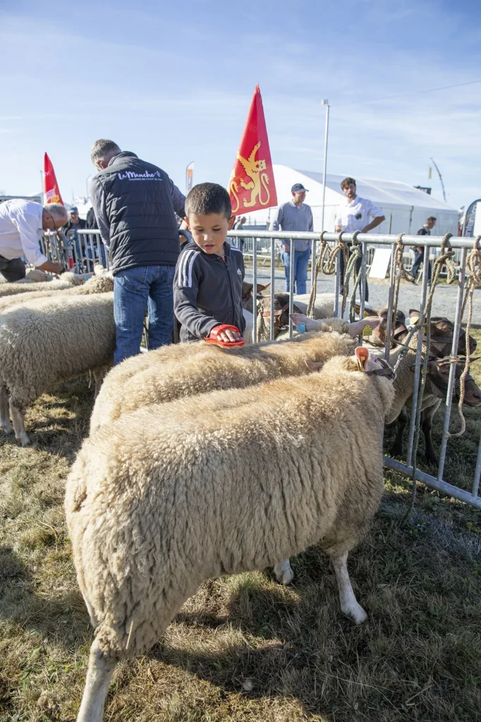 Child brushing a sheep at the Lessay fair in Manche