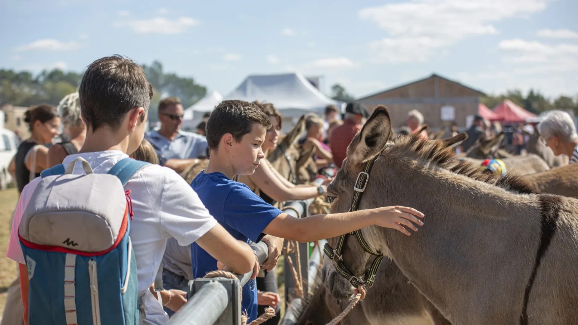 Interaction between a child and a donkey at the Lessay fair