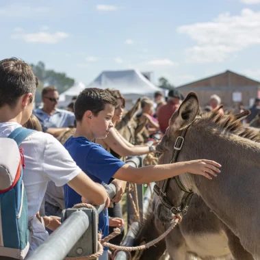 Interaction between a child and a donkey at the Lessay fair