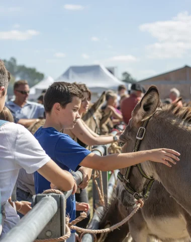 Interaction between a child and a donkey at the Lessay fair