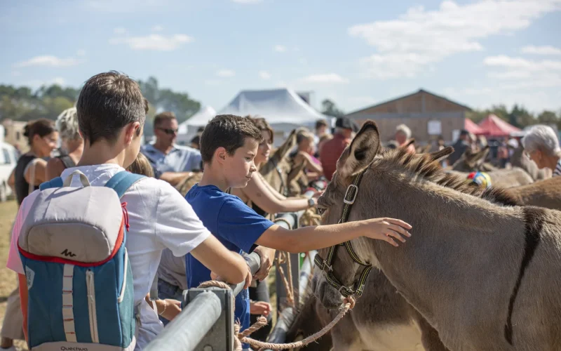 Interaction between a child and a donkey at the Lessay fair