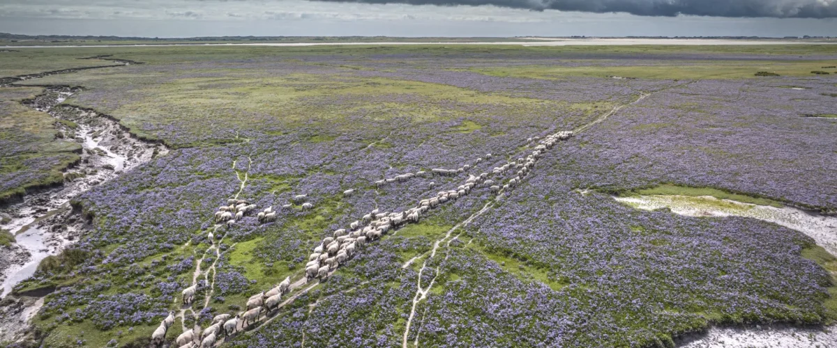 Moutons de près salés dans le havre de Saint-Germain-sur-Ay