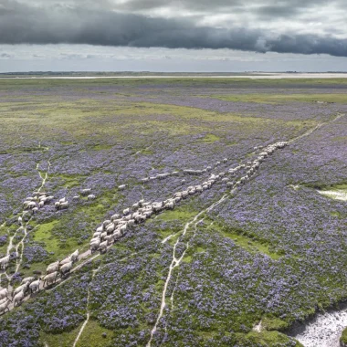 Moutons de près salés dans le havre de Saint-Germain-sur-Ay