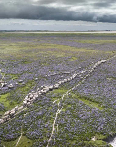 Moutons de près salés dans le havre de Saint-Germain-sur-Ay