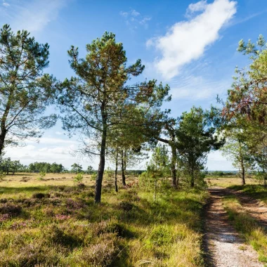 Les landes de Lessay