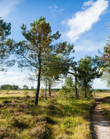 Les landes de Lessay
