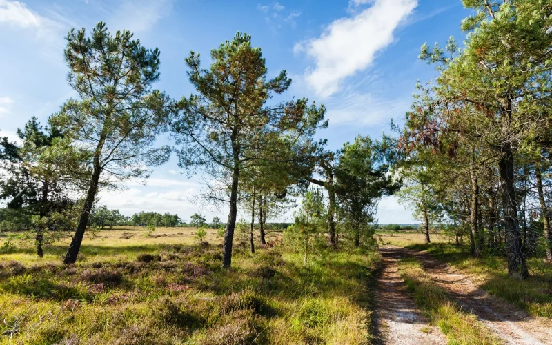 Les landes de Lessay