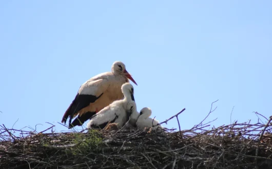 Le parc naturel des marais du Cotentin et du Bessin