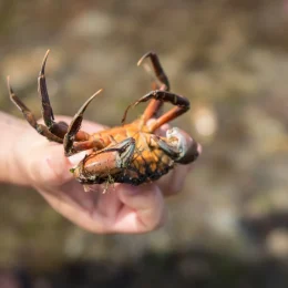 Bien réussir sa sortie pêche à pied