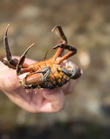 Bien réussir sa sortie pêche à pied