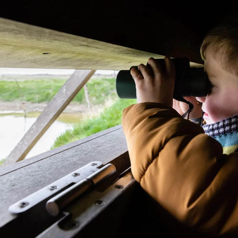 Observer les oiseaux migrateurs au havre de Geffosses