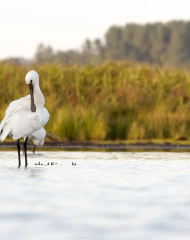 Le parc naturel des marais du Cotentin et du Bessin