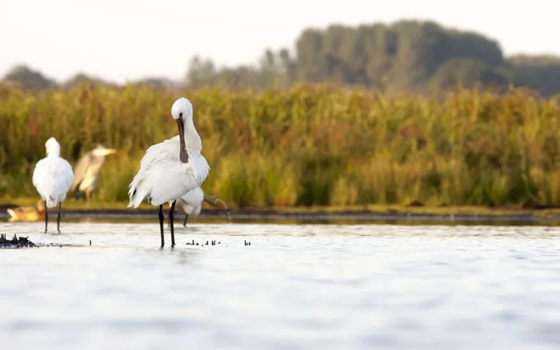 Le parc naturel des marais du Cotentin et du Bessin