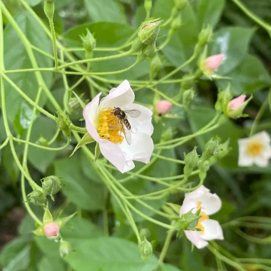 Balade dans un jardin du Cotentin